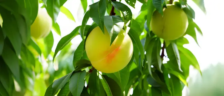 Commercial farming Finsurance